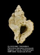 OLIGOCENE-TONGERIAN Pterynotus crenulatus brevicauda
